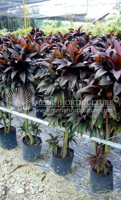 Cordyline fruticosa 'h.bonsai' 1